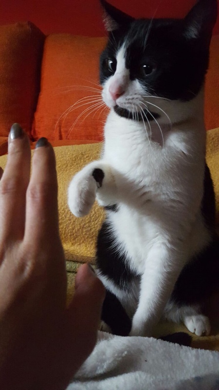 Foto Chispa