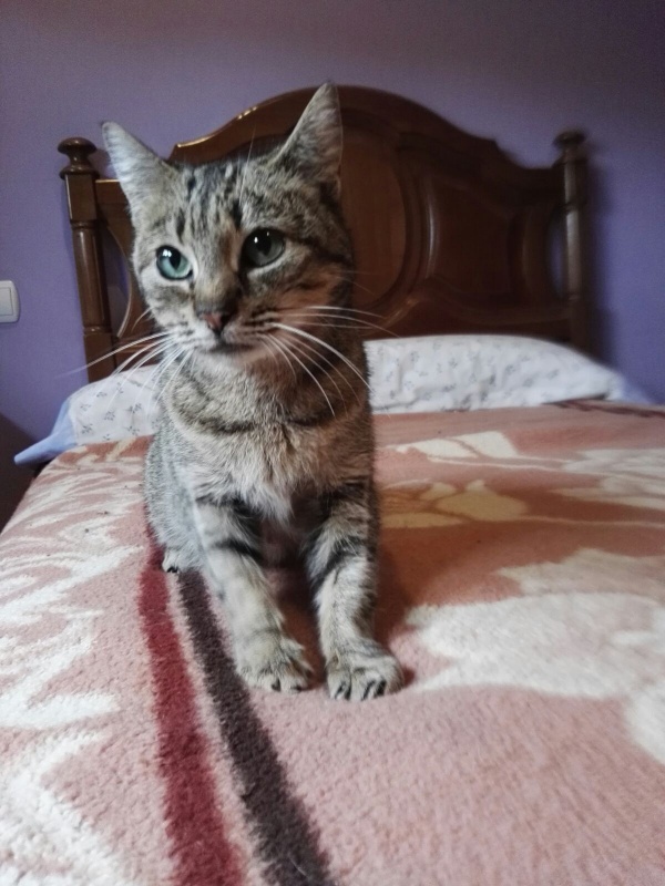 Foto Savana