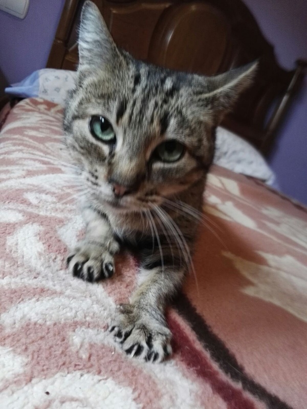 Foto Savana