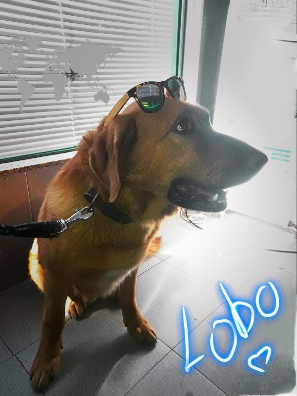 Foto LOBO