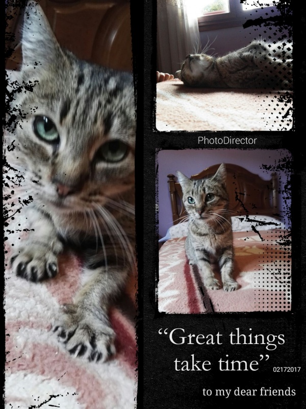 Foto Savana
