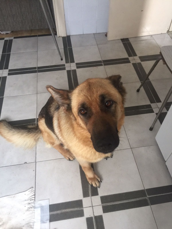 Foto Noa