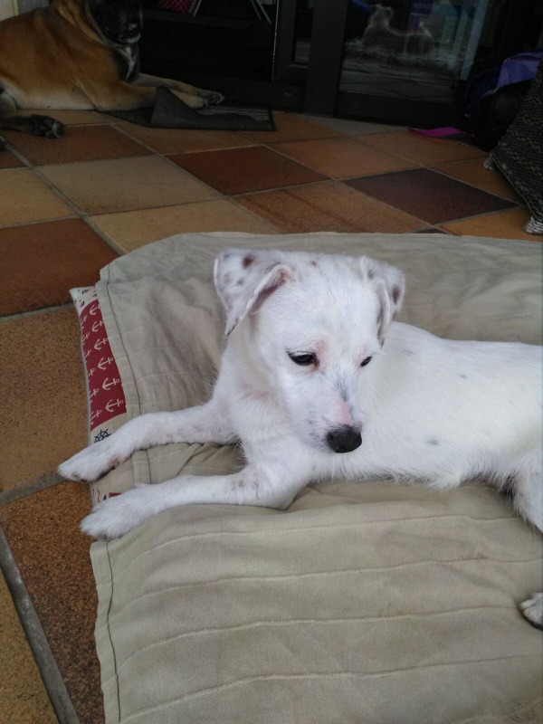 Foto idefix