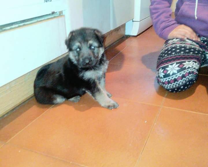 Foto sarabi
