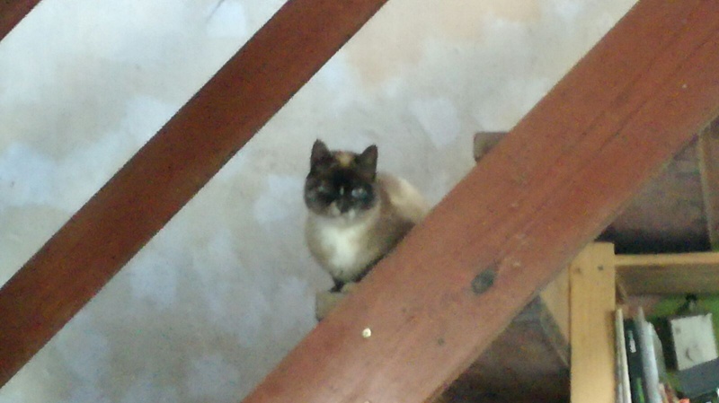 Foto sia