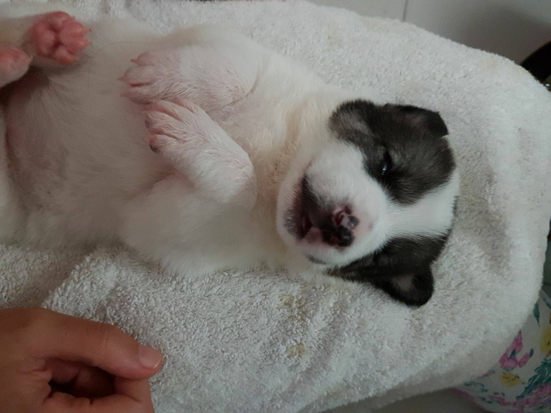 Foto luna