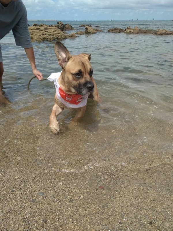 Foto ringo