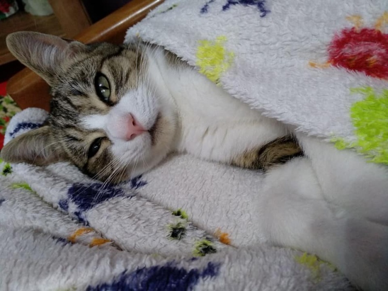 Foto thor