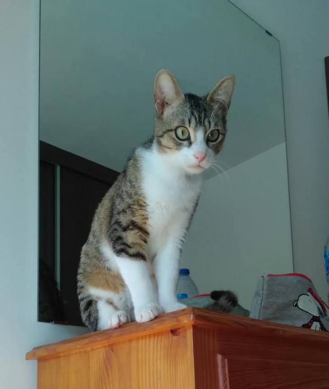 Foto thor