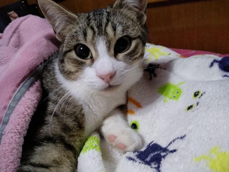 Foto thor