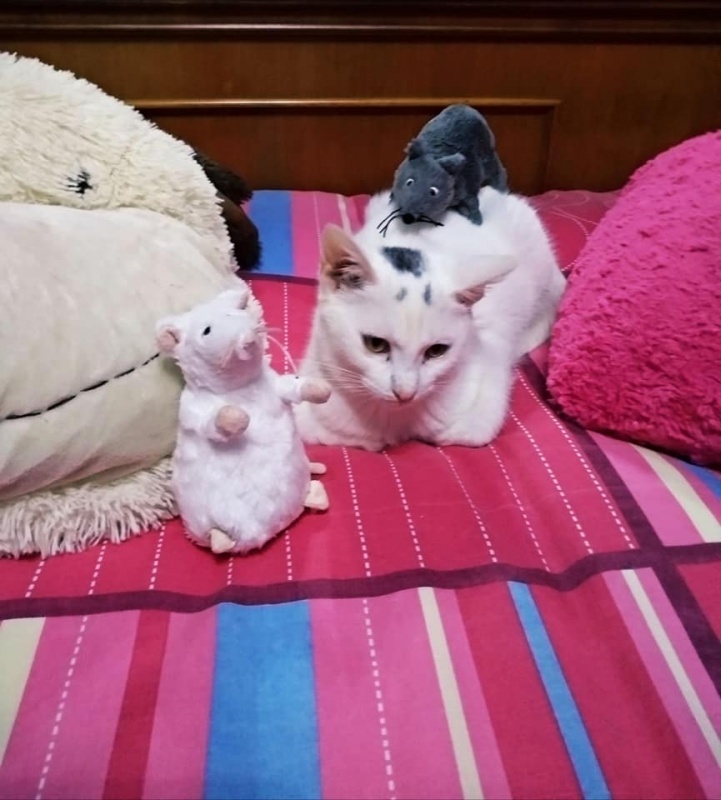 Foto copito