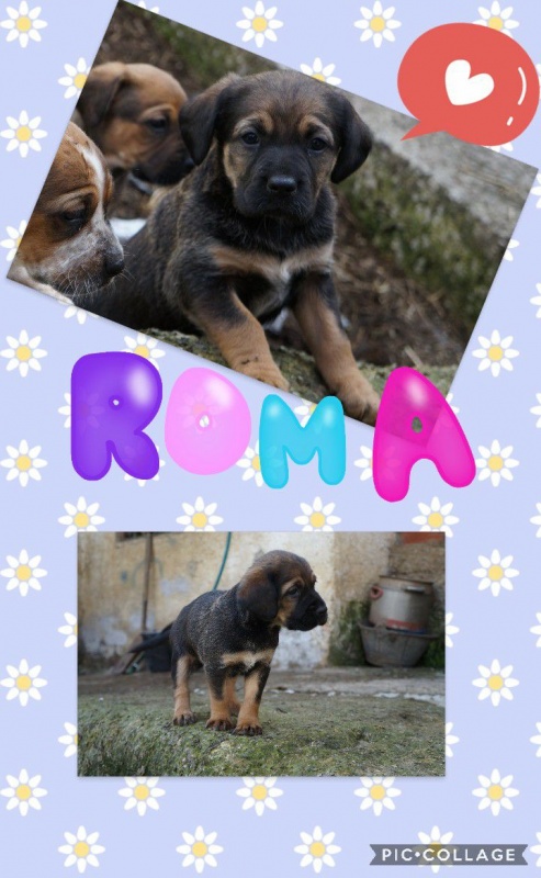 Foto roma