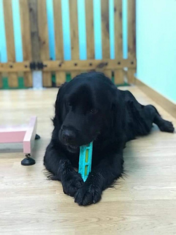 Foto BRUNO