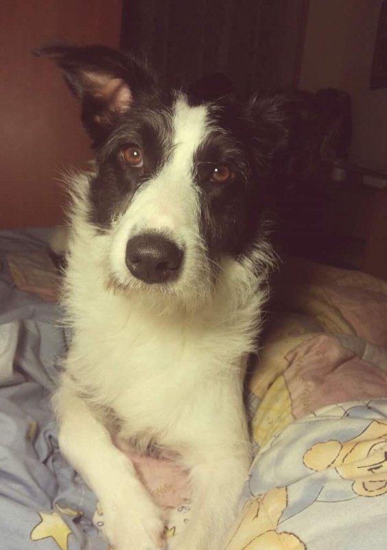 Foto PINA