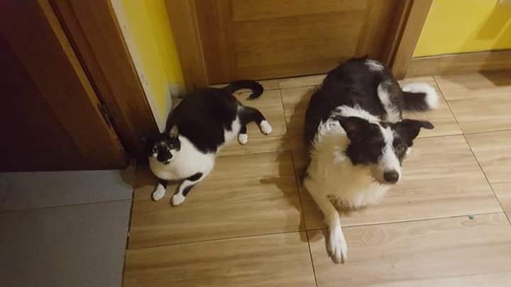 Foto PINA