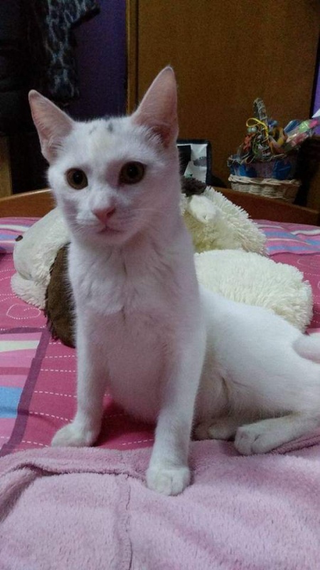 Foto Copito