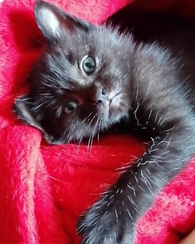 Foto Chita