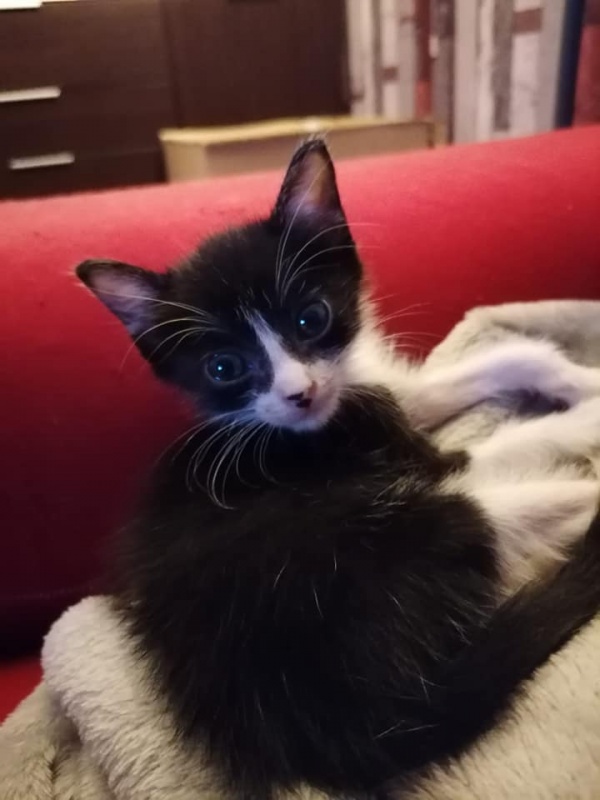 Foto Tarzan