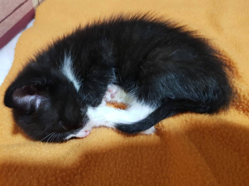 Foto Tarzan
