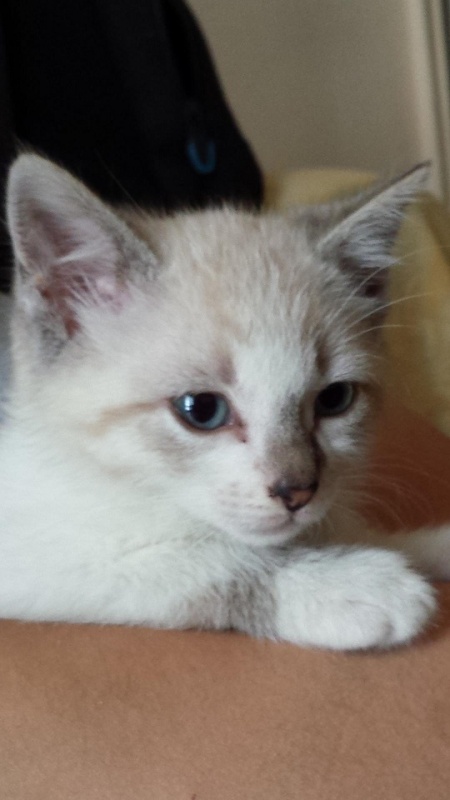 Foto Gizmo