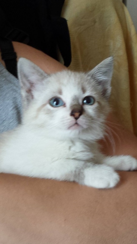 Foto Gizmo