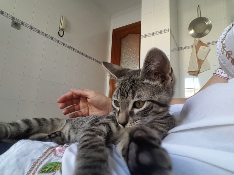 Foto Baloo