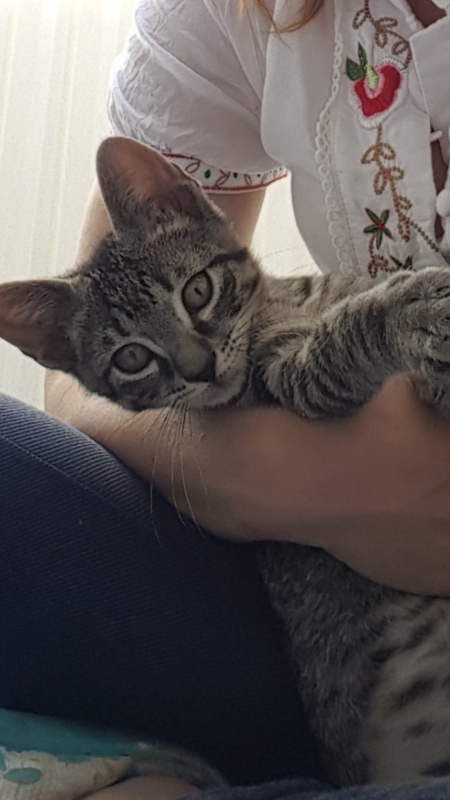Foto Baloo
