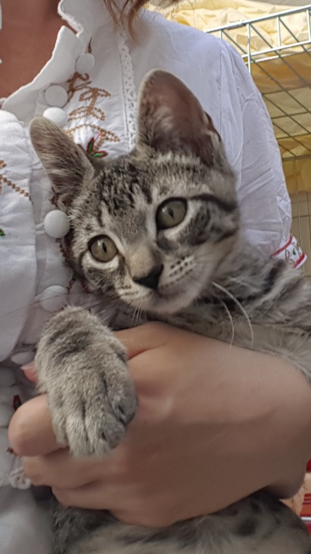 Foto Baloo