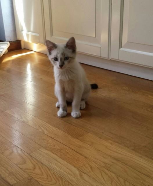 Foto Gizmo