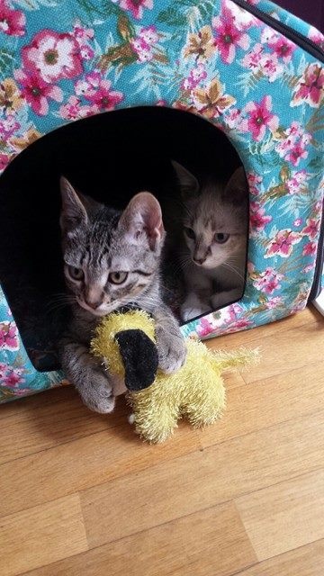 Foto Gizmo