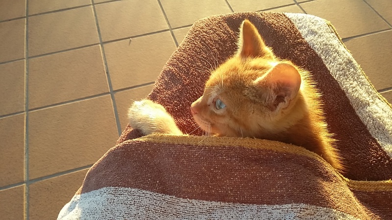 Foto Panchi