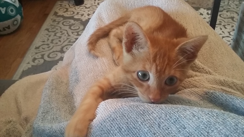 Foto Panchi