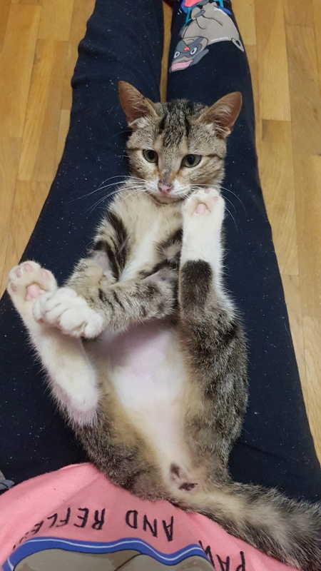 Foto Koa