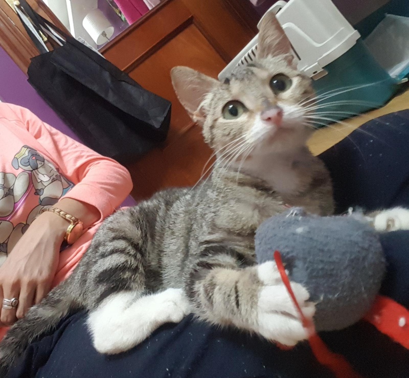 Foto Koa