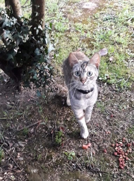 Foto Juliet