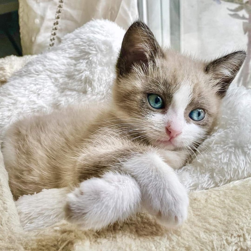 Foto Bella