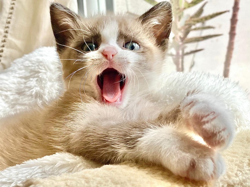 Foto Bella