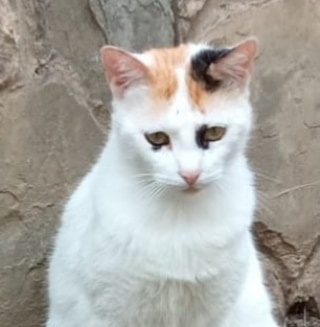 Foto Kira