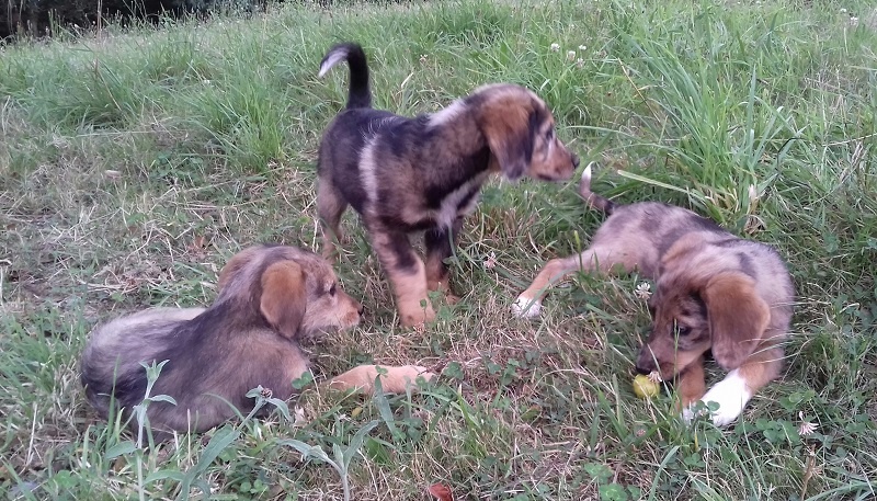 Foto Manchitas