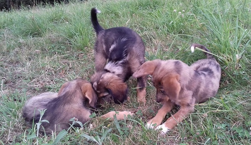 Foto Manchitas