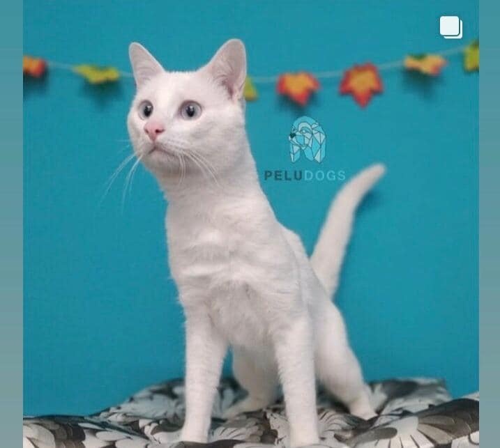 Foto Indigo