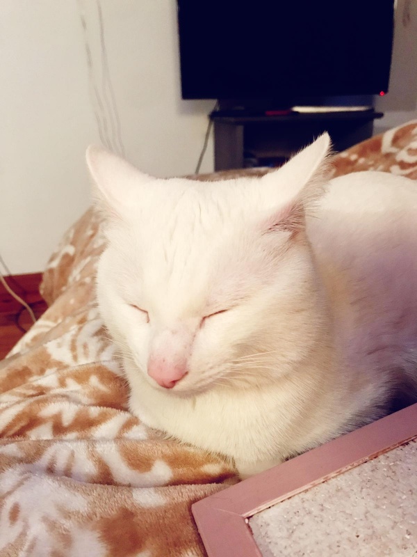 Foto Indigo