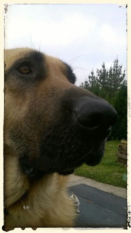 Foto ZARPAS