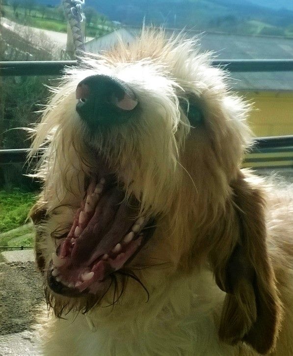 Foto RUFO