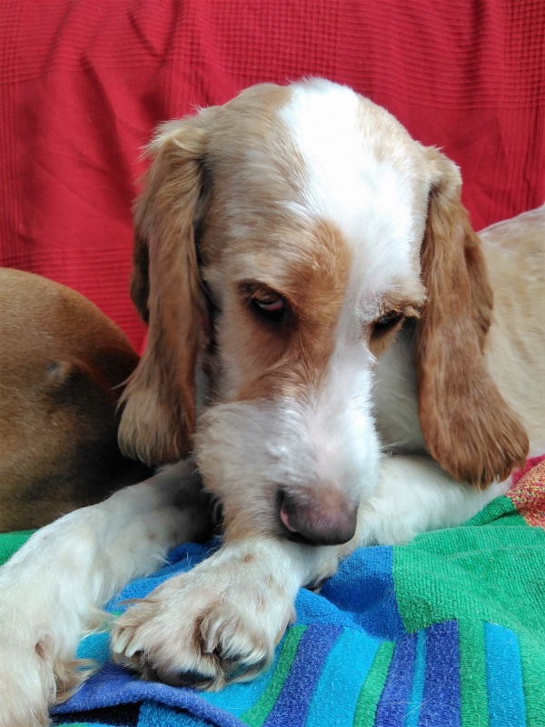 Foto RUFO