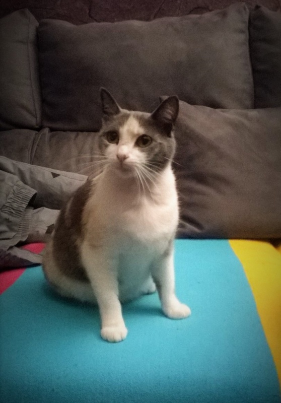 Foto PANCHA