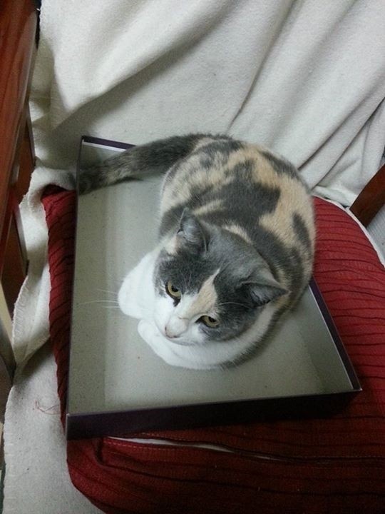 Foto PANCHA