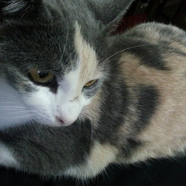 Foto PANCHA