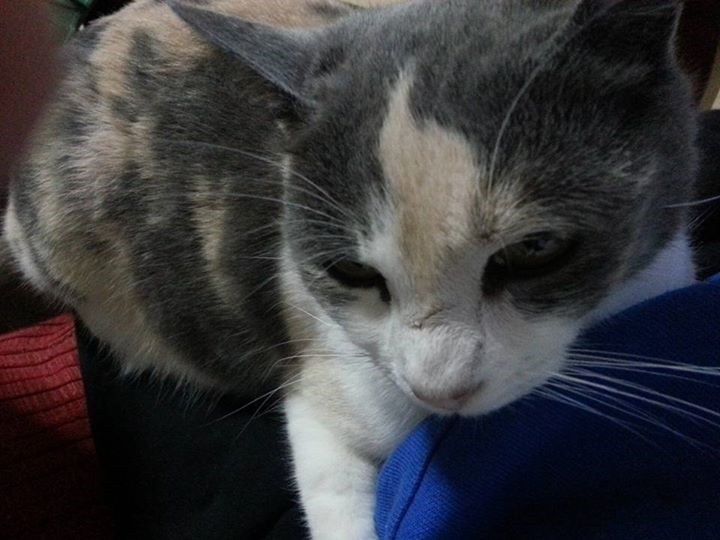 Foto PANCHA