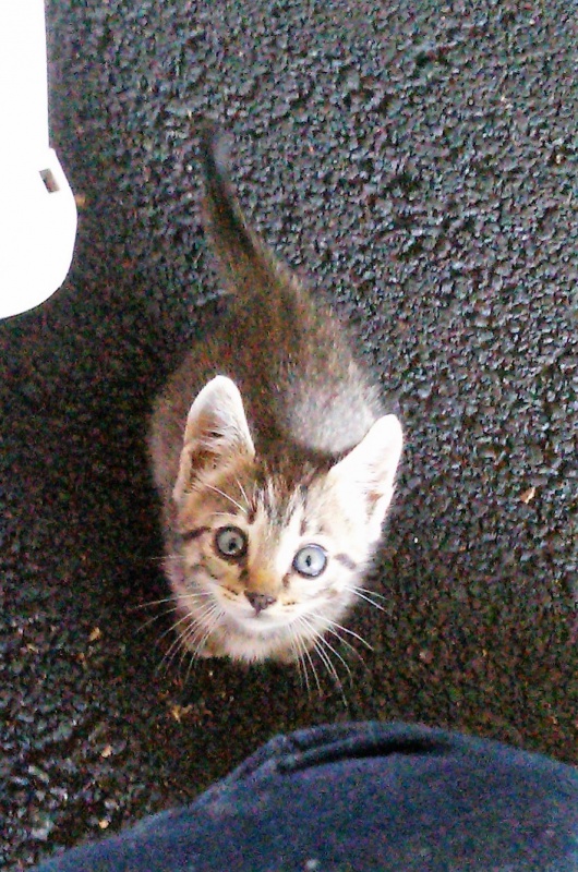 Foto FITO